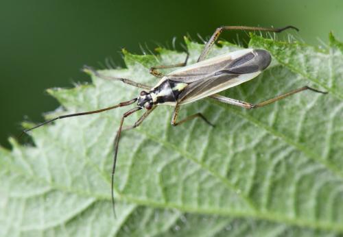 Réf. 303 012 : Leptopterna dolabrata